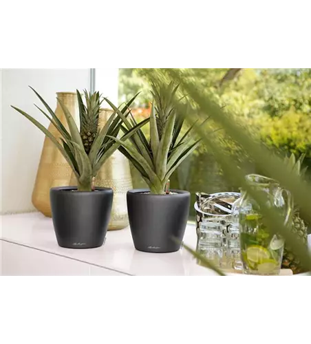 LECHUZA CLASSICO Premium LS 28  LECHUZA CLASSICO Premium LS 28