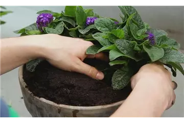 VANILLEBLUME - EINPFLANZEN IN EIN GEFäSS