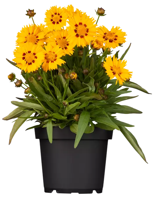 Mädchenauge, 13 cm Topf