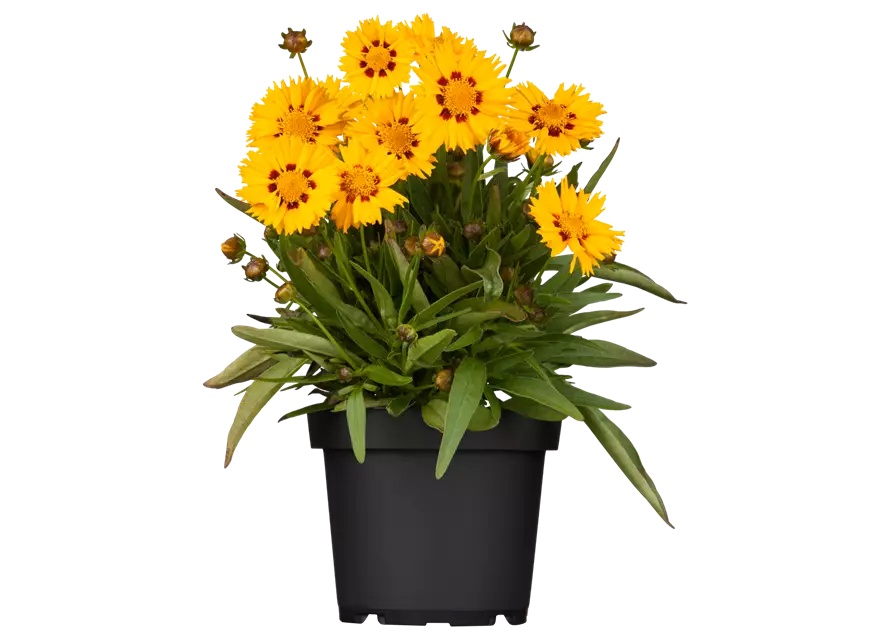 Mädchenauge, 13 cm Topf