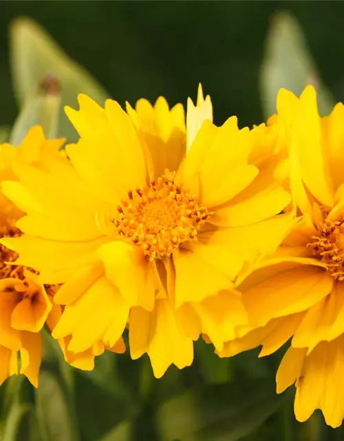 Mädchenauge, 13 cm Topf