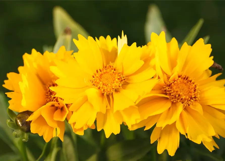 Mädchenauge, 13 cm Topf