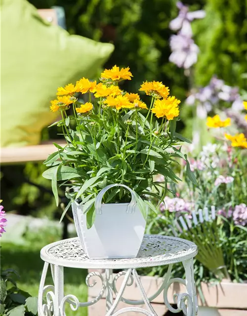 Mädchenauge, 13 cm Topf