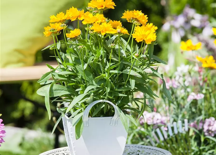 Mädchenauge, 13 cm Topf