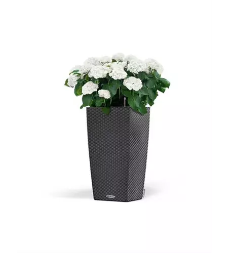 LECHUZA CUBICO Cottage 40 