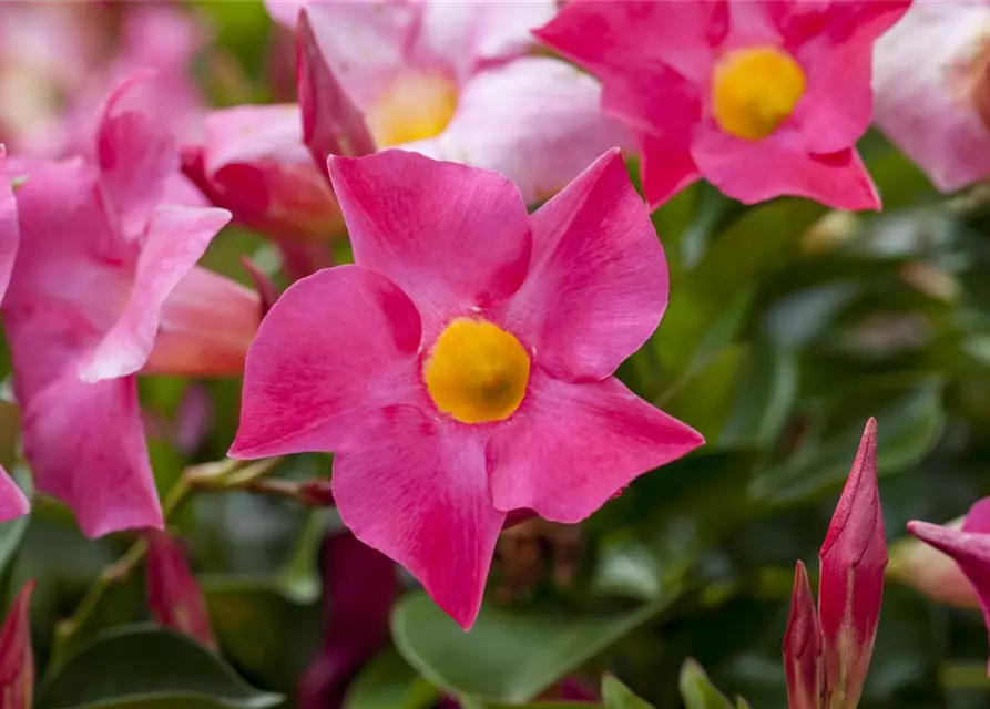 Dipladenia 'Sundaville' 