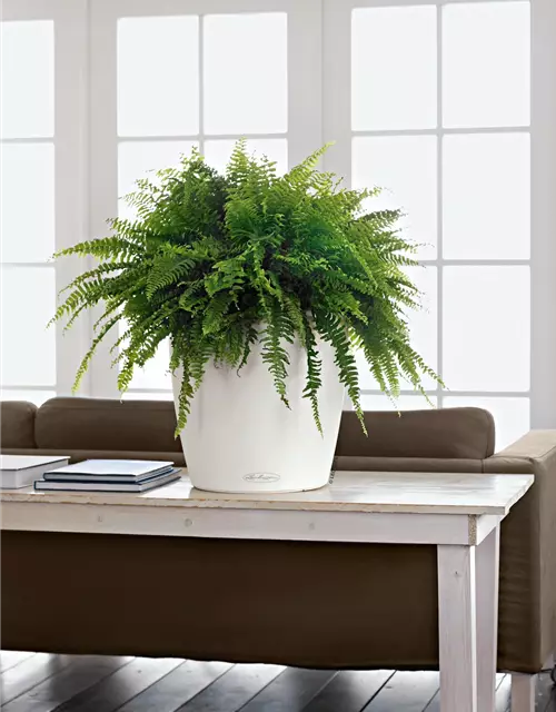 LECHUZA CLASSICO Color 35 
