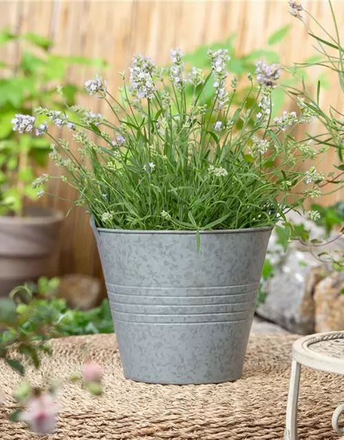 Lavendel 'Hidcote blue'