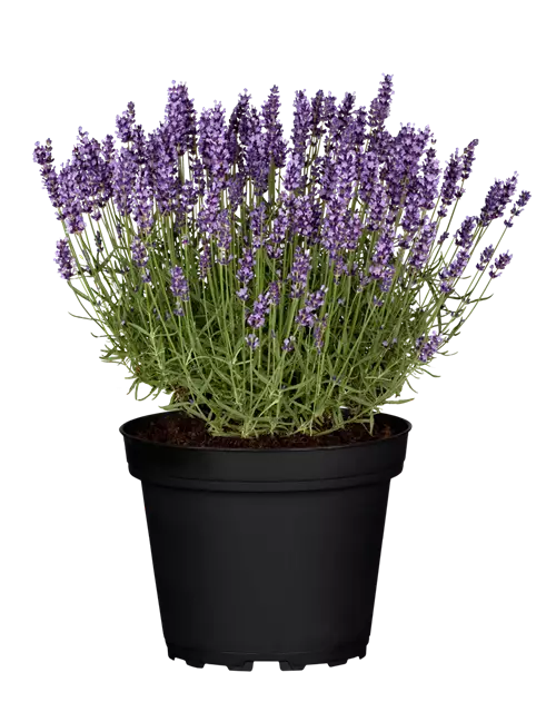 Lavendel 'Hidcote blue'