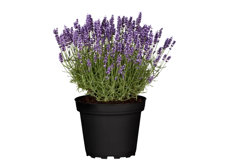 Lavendel 'Hidcote blue'