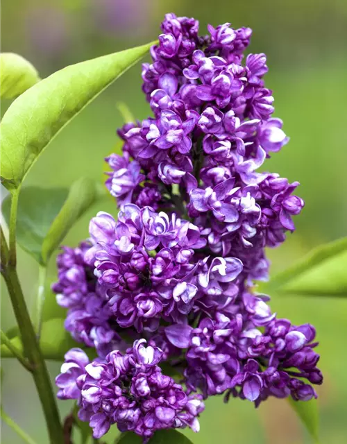 Syringa Vulgaris "Charkes Joly" 