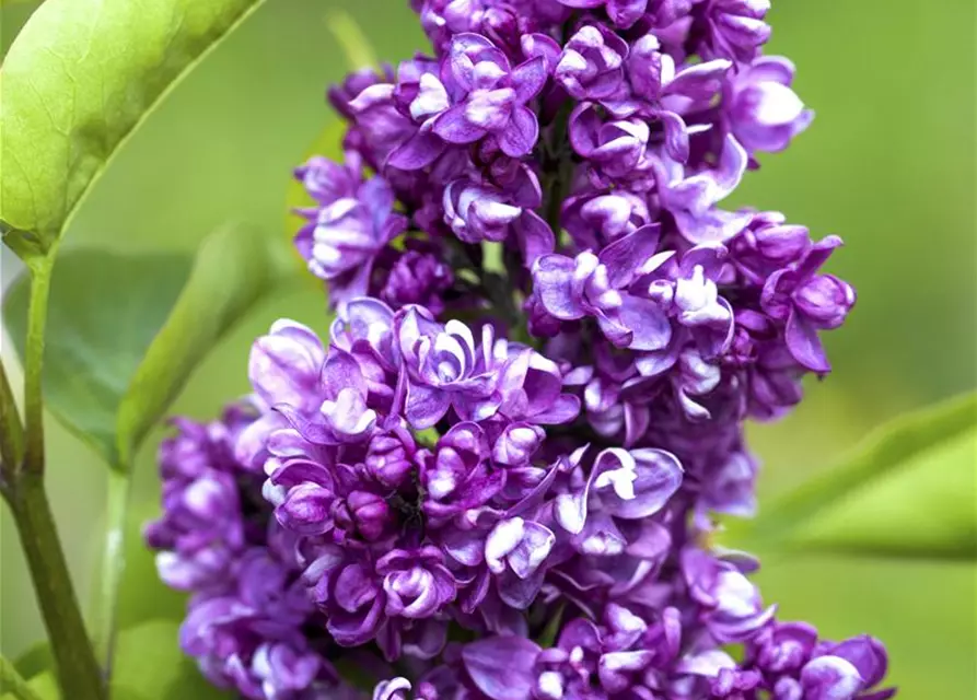 Syringa Vulgaris "Charkes Joly" 