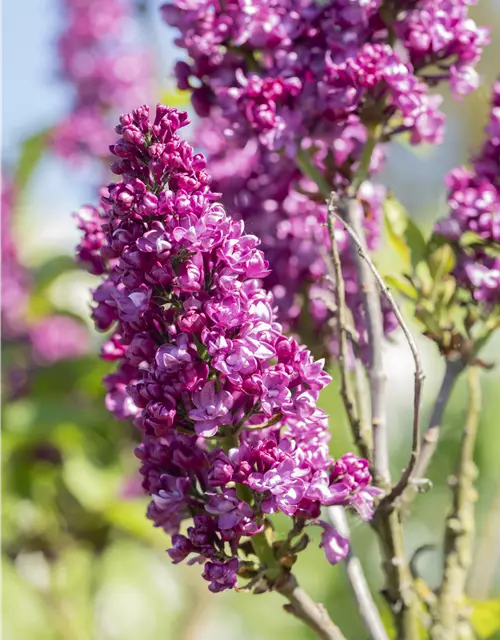Syringa Vulgaris "Charkes Joly" 