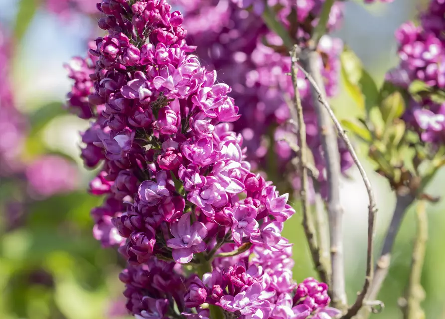 Syringa Vulgaris "Charkes Joly" 