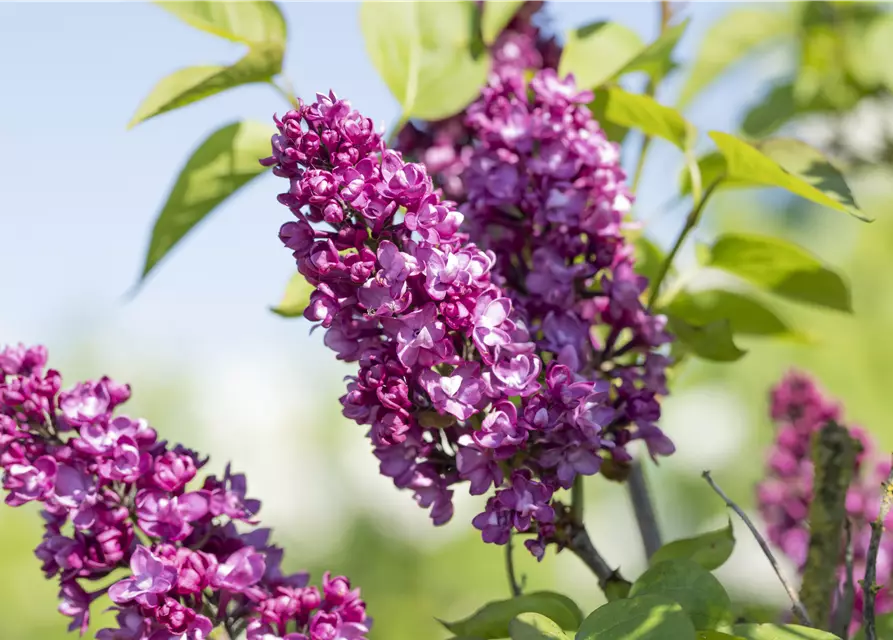 Syringa Vulgaris "Charkes Joly" 