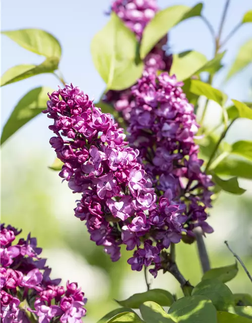 Syringa Vulgaris "Charkes Joly" 