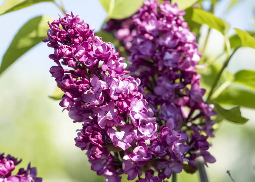 Syringa Vulgaris "Charkes Joly" 