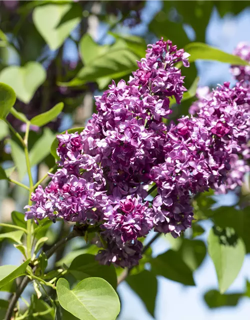 Syringa Vulgaris "Charkes Joly" 