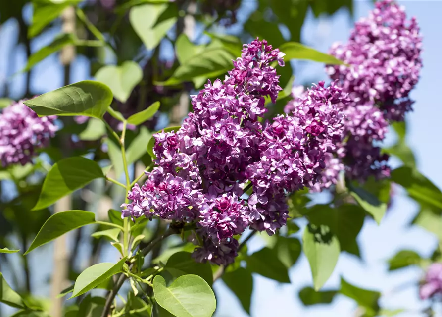 Syringa Vulgaris "Charkes Joly" 