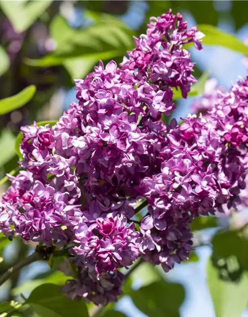Syringa Vulgaris "Charkes Joly" 