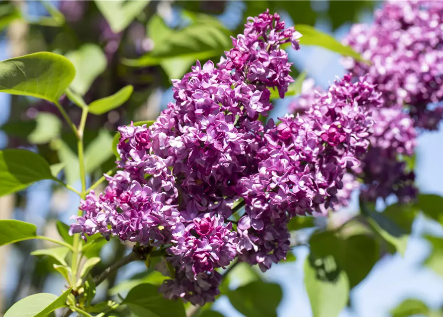 Syringa Vulgaris "Charkes Joly" 