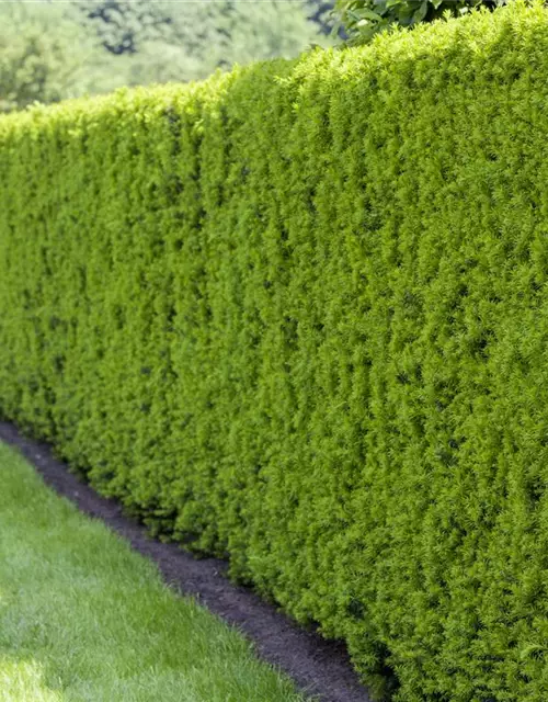 Taxus baccata