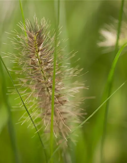 Pennisetum alopecuroides 'Hameln'