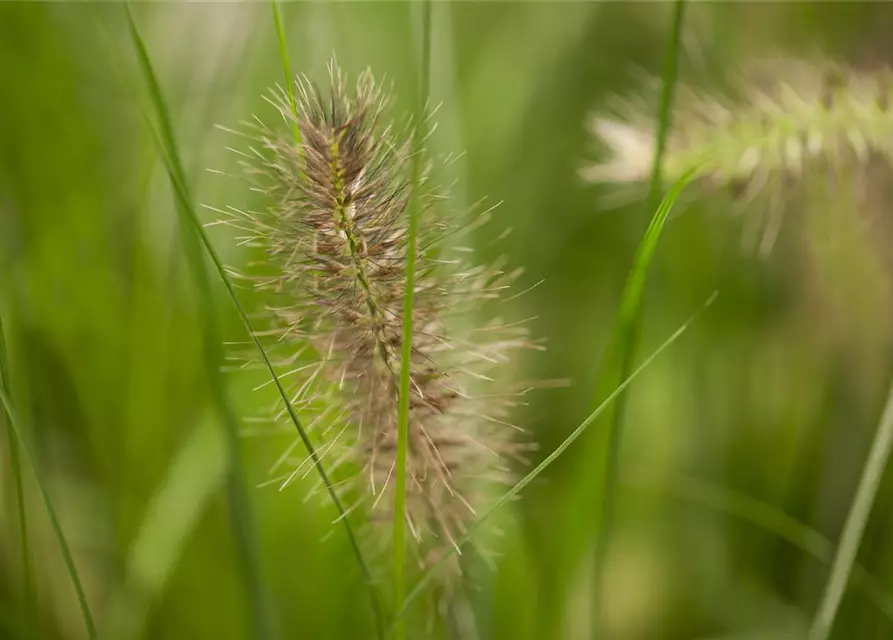 Pennisetum alopecuroides 'Hameln'