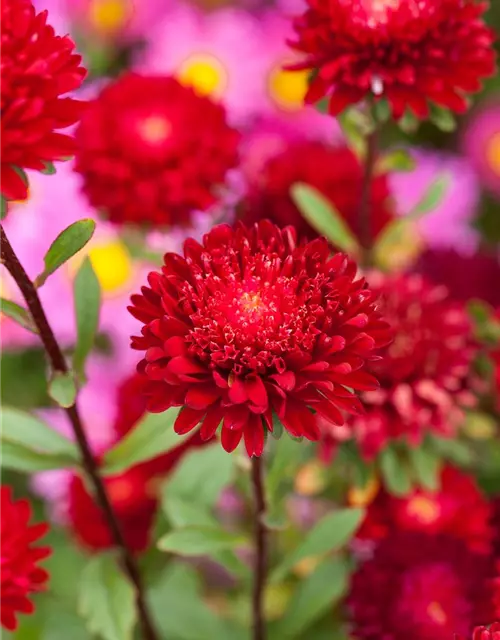 Prinzess-Aster 'Roter Edelstein'