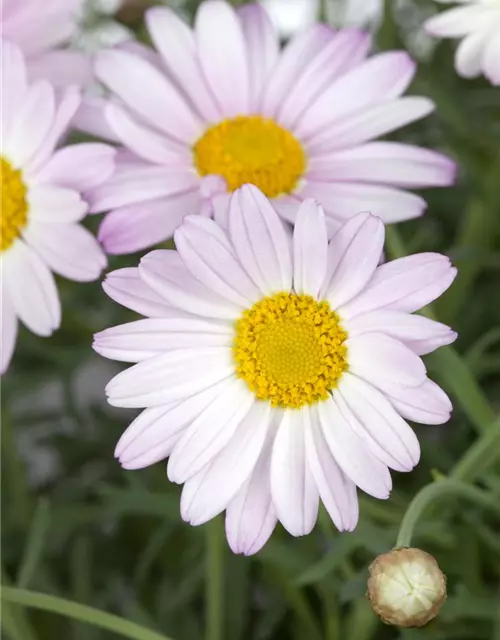 Chrysanthemen-Busch 