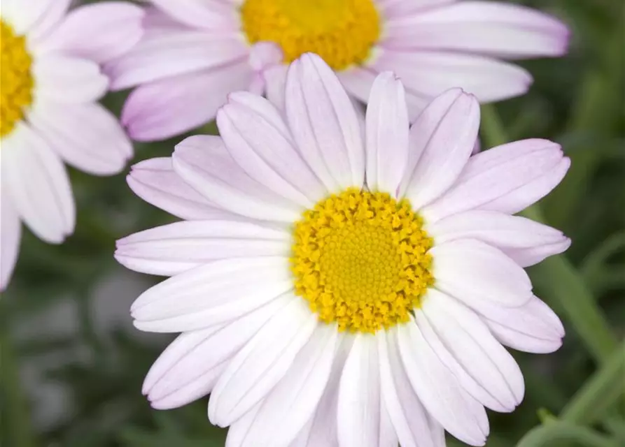 Chrysanthemen-Busch 