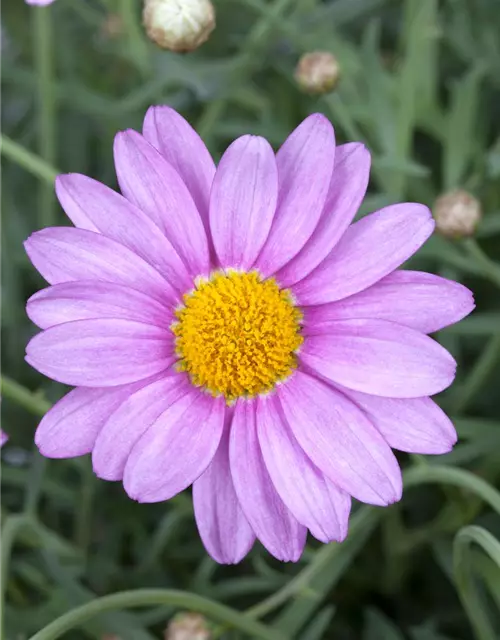 Chrysanthemen-Busch 