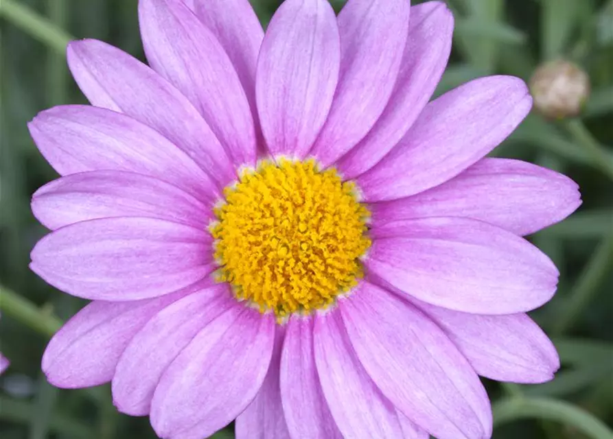 Chrysanthemen-Busch 