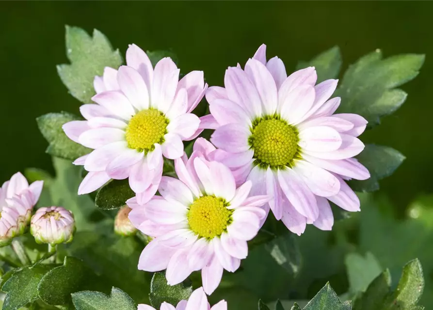 Chrysanthemen-Busch 