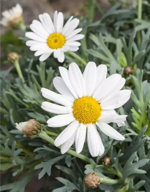 LEUCANTHEMUM
