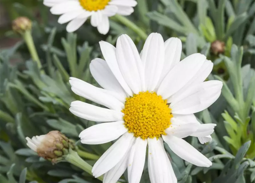LEUCANTHEMUM