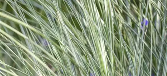 Garten-Chinaschilf 'Morning Light'