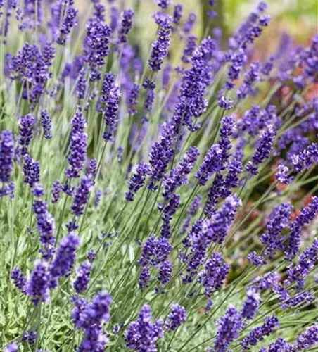 Echter Lavendel 'Scents of Summer'®