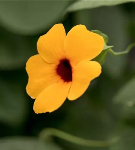 Schwarzäugige Susanne 'Sunny Susy'®