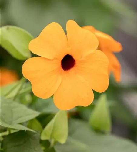 Schwarzäugige Susanne 'Sunny Susy® Red Orange'