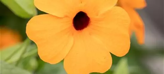 Schwarzäugige Susanne 'Sunny Susy® Red Orange'