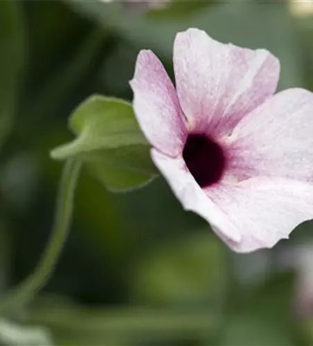 Schwarzäugige Susanne 'Sunny Susy® Rose Sensation'