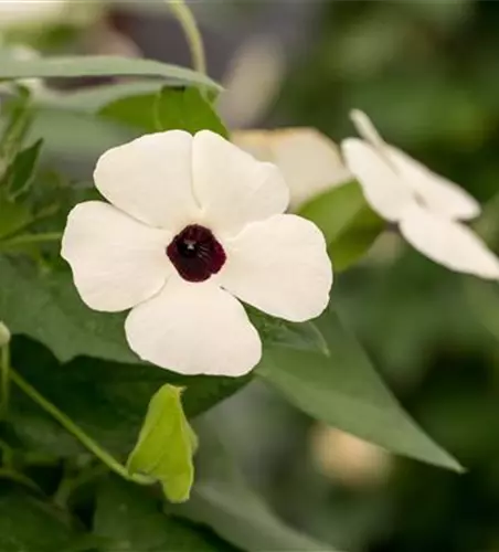 Schwarzäugige Susanne 'Sunny Susy® White Halo'(s)