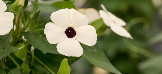 Schwarzäugige Susanne 'Sunny Susy® White Halo'(s)