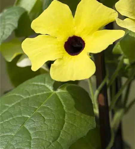 Schwarzäugige Susanne 'Sunny Susy® Yellow Dark Eye'