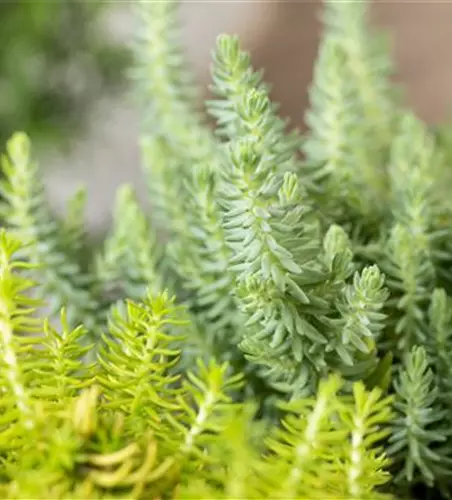 Sedum-Mix 'Elegans & Winter Lemon'