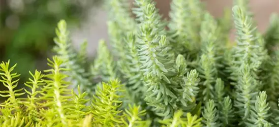 Sedum-Mix 'Elegans & Winter Lemon'