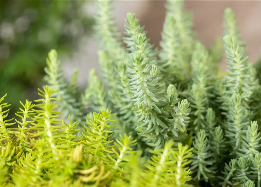 Sedum-Mix 'Elegans & Winter Lemon'