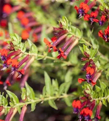 Mickymaus-Pflanze 'Tiny Mice'®