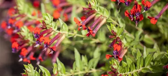 Mickymaus-Pflanze 'Tiny Mice'®